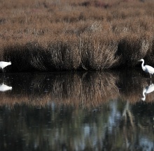 Palmas Arborea. Garzette nello stagno di Pauli Majori