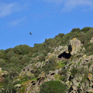 Palmas Arborea. Poiana in volo sul Monte Arci, in territorio di nuraghe Paiolu