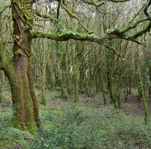 Forêt d'Acquafrida